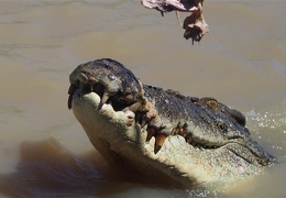 jumping crocodiles on the Adelaide River