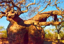 derby-Boab Prison Tree