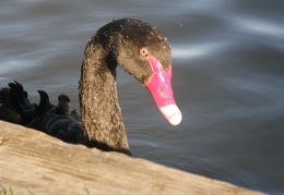 black swan -07