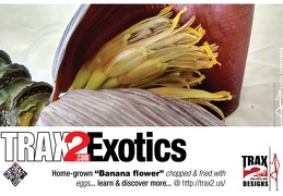 trax2 banana flowers