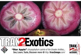 trax2 exotics star apple