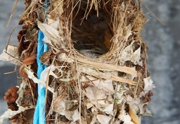 sunbirds nests