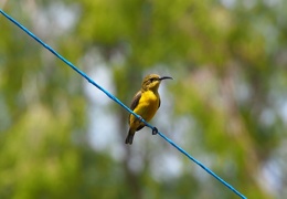 yellow-bellied sunbirds 