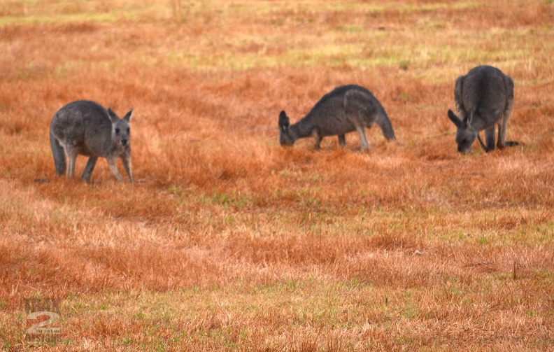 graykangaroo_0958.jpg