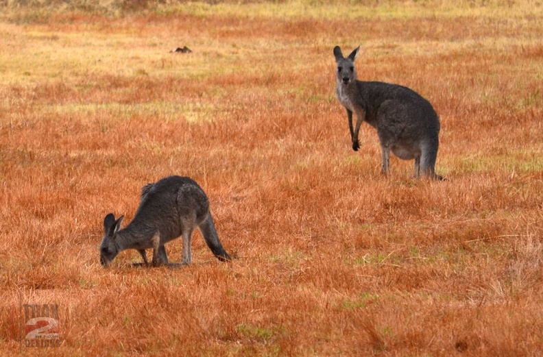 wallabies_crop_0955.jpg