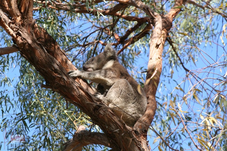 koala-tree.jpg