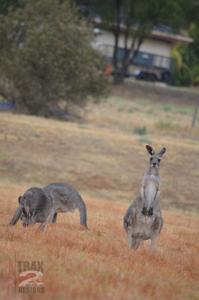 kangaroo_0970.jpg