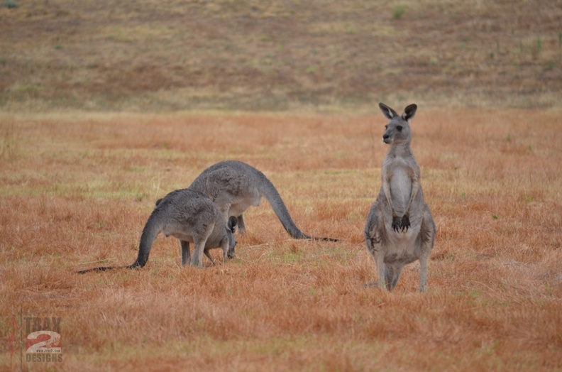 kangaroo_0968.jpg