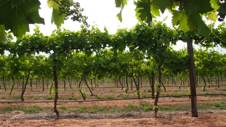 PA310267.jpg