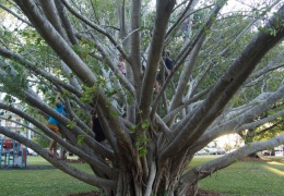Nightcliff Sea Breeze Festival Darwin NT
