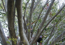 Nightcliff Sea Breeze Festival Darwin NT