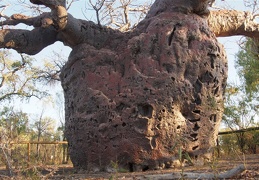 Boab Prison Tree