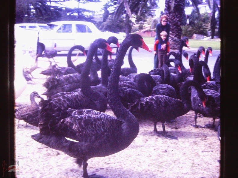 blackswans-in-perth.jpg