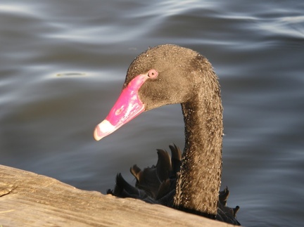 black swan -08