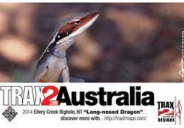 Long nosed dragon lizard