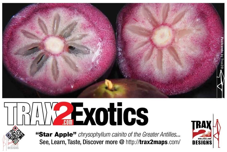 trax2-exotics-starapple.jpg