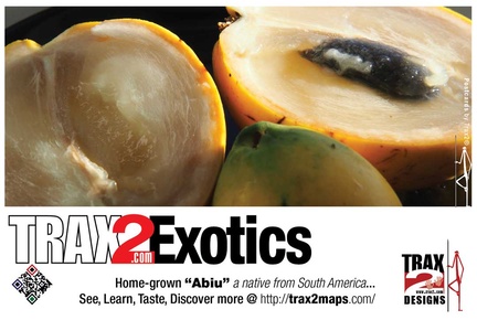 Exotics the abiu healthy fruits