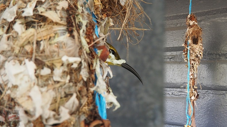 sunbird-nest.jpg