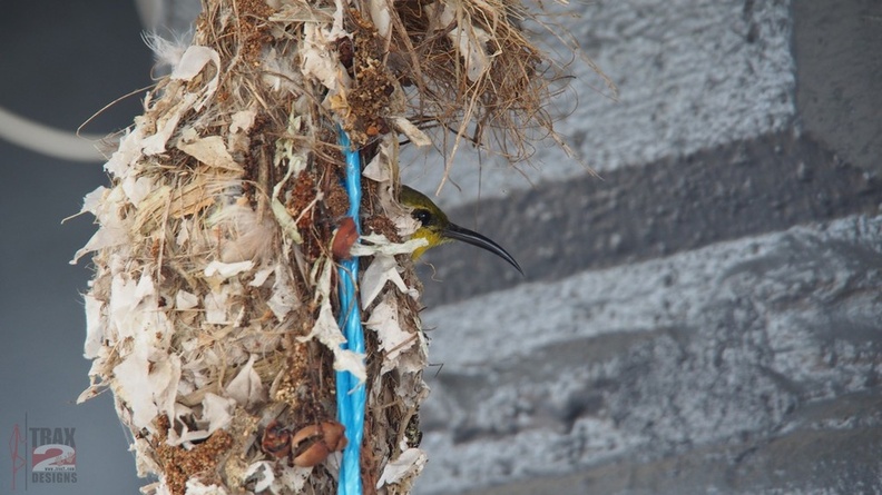 sunbird-nest-32.jpg