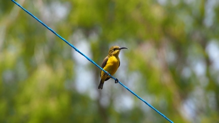 yellow-bellied sunbirds 