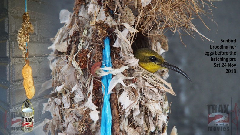 nestwithsunbird-01-720p.jpg
