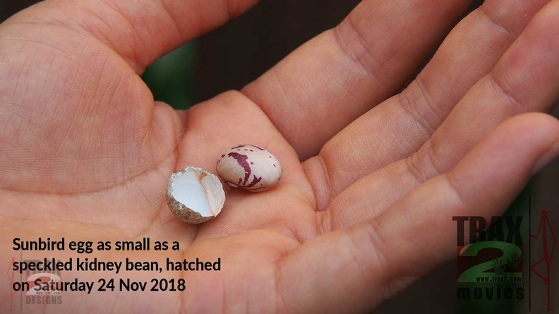 sunbird-eggs-01.jpg