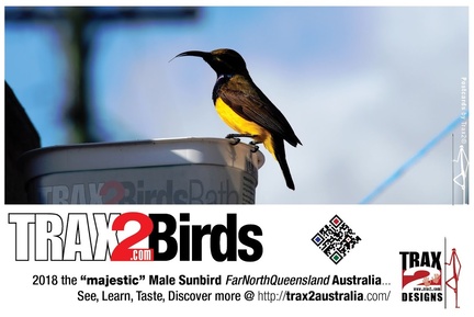 Trax2 male sunbird postcard