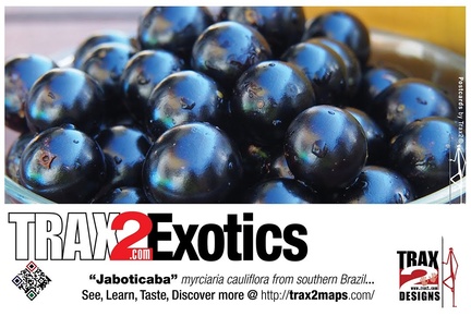 Trax2 Exotics jaboticaba tree cherry